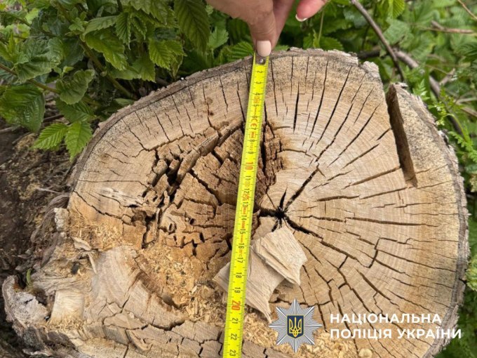 На Харківщині викрили «чорних лісорубів», які незаконно зрубали 639 дерев